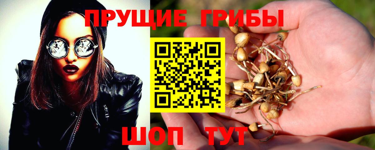 Псилоцибиновые грибы Psilocybe Арсеньев